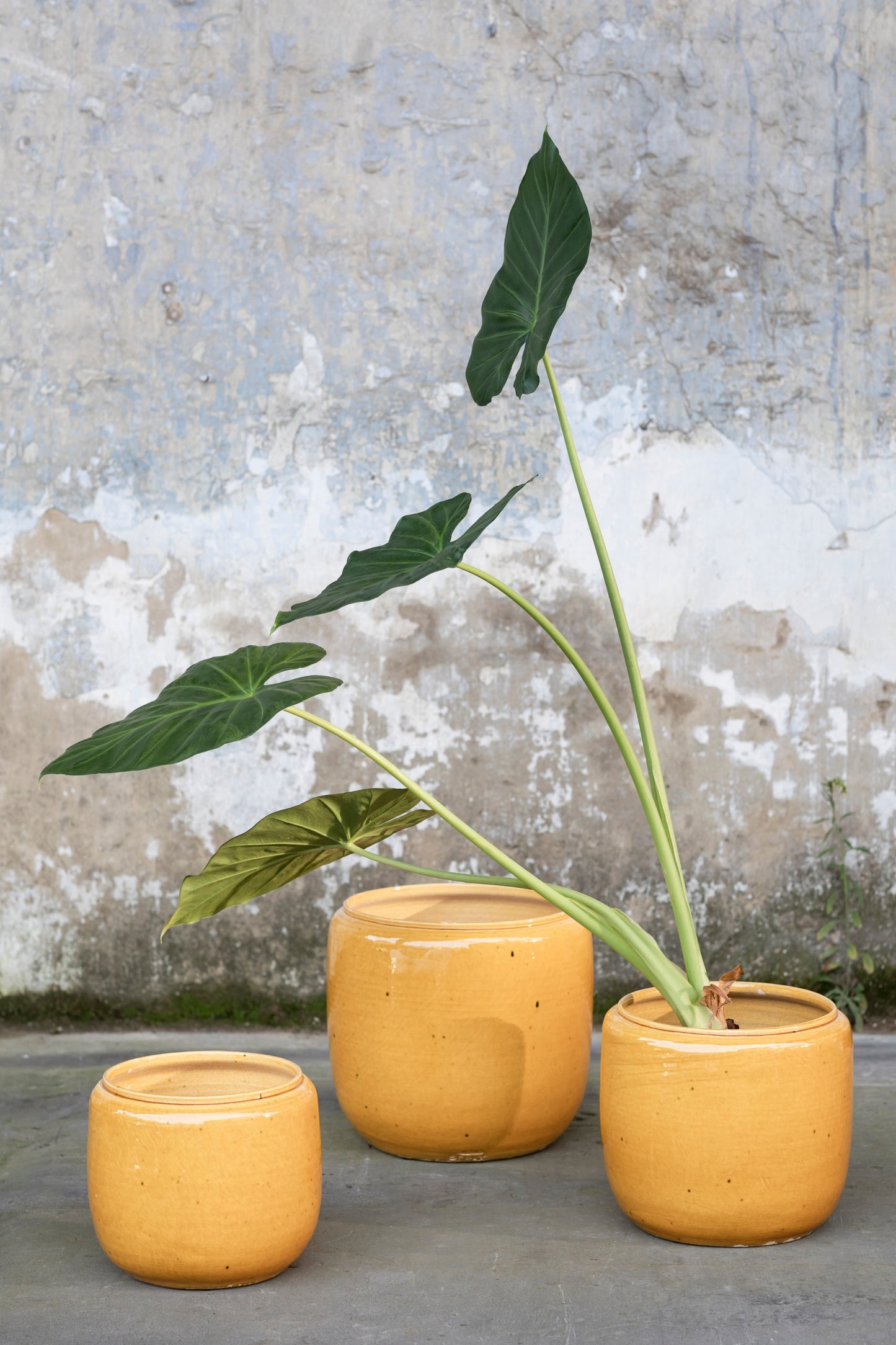 Serax Costa S ruukku okra