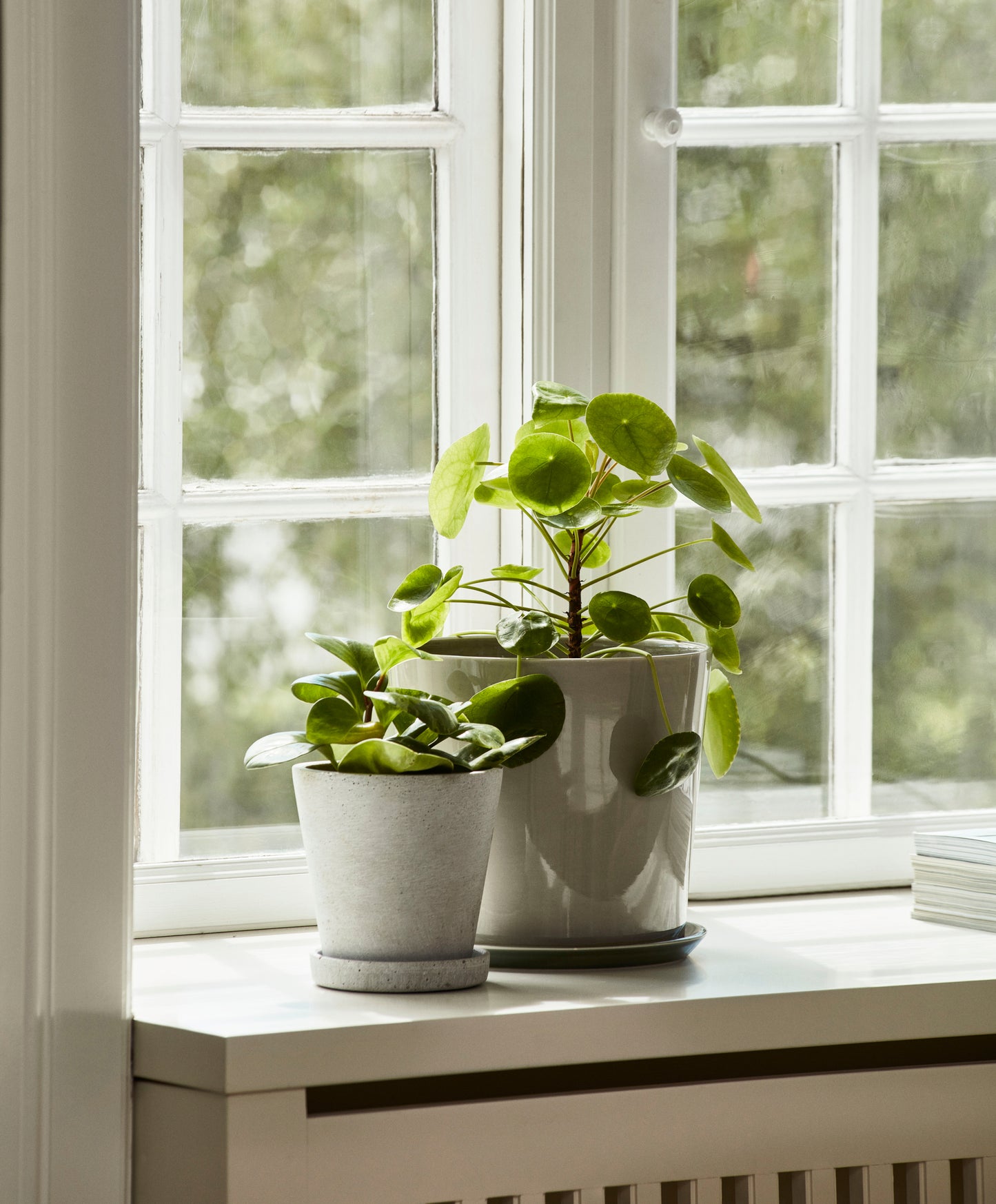 HAY Botanical L ruukku+lautanen vaaleanharmaa