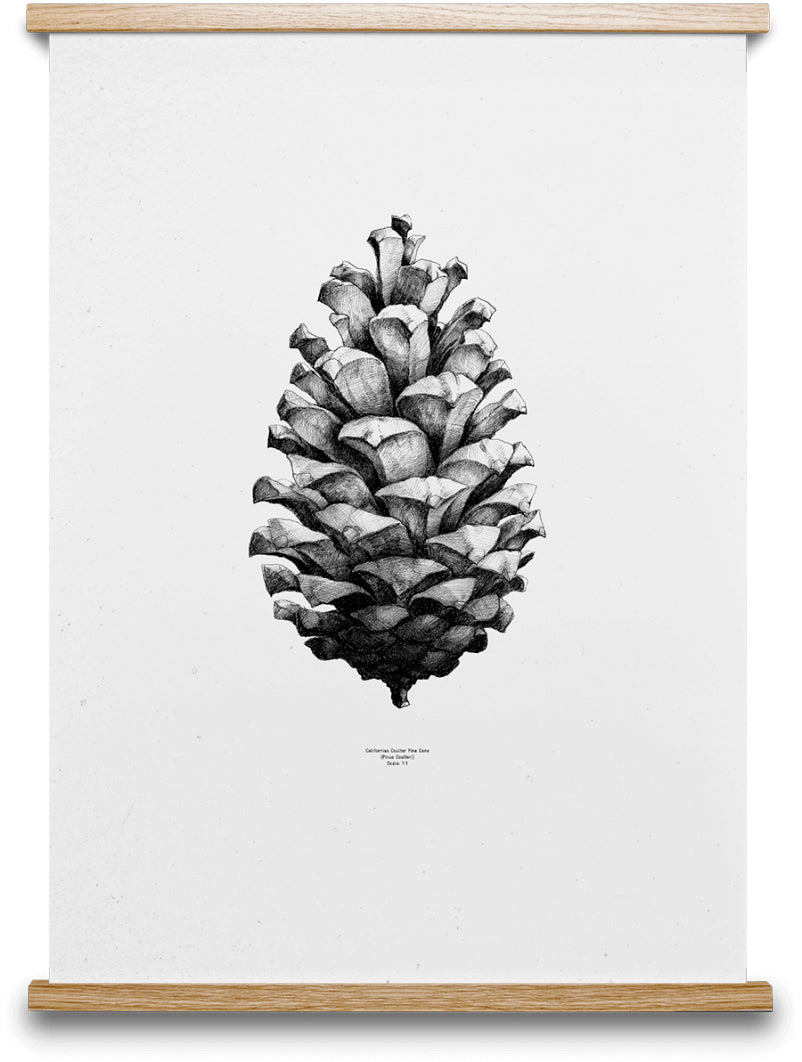 Paper Collective Nature 1:1 Pine Cone