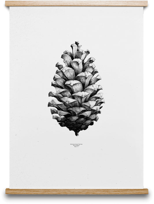 Paper Collective Nature 1:1 Pine Cone