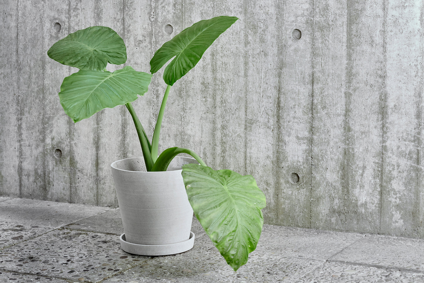 HAY Flowerpot L ruukku+lautanen harmaa